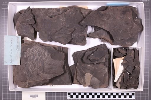 mixed taxa, stratigraphic collection