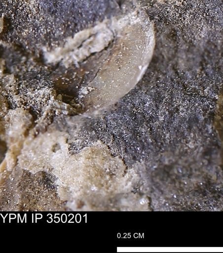 undet. Mollusca