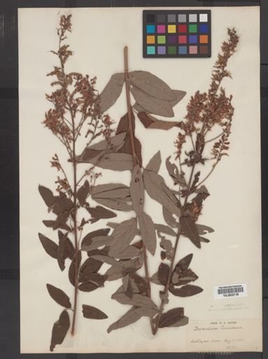 Desmodium canadense