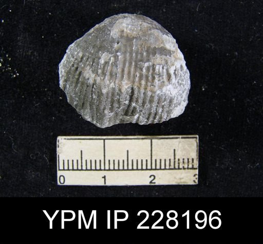 Dictyoclostus portlockianus