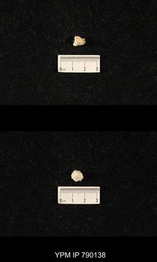 undet. Richthofeniidae