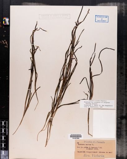 Zostera marina