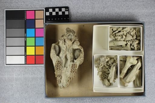 Protoceras celer
