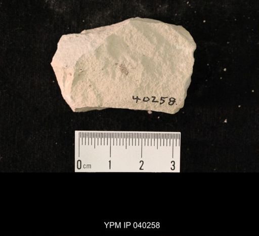undet. Hexapoda