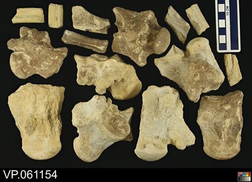 undet. Mosasauridae