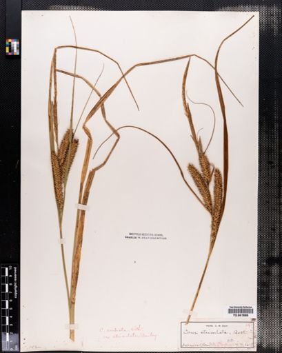 Plantae