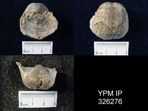 Pustula nebrascensis