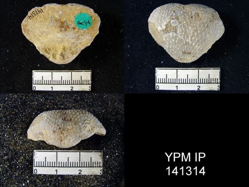 Productus (Waagenoconcha) abichi