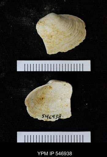 Mya arenaria