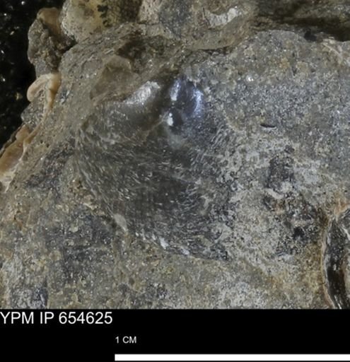 Oxytoma?