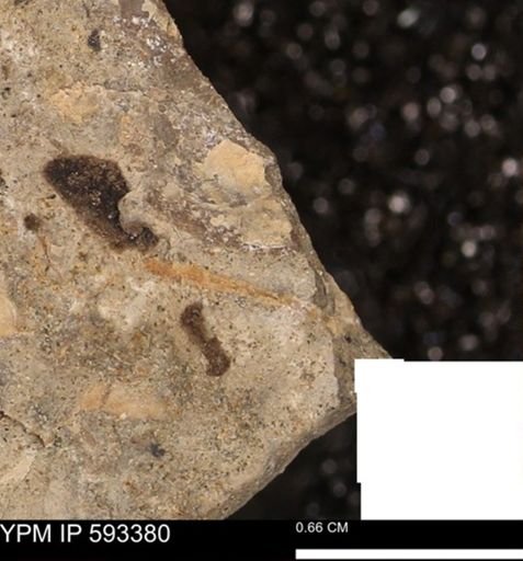 taxon undetermined
