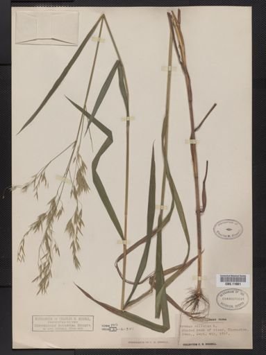 Bromus ciliatus