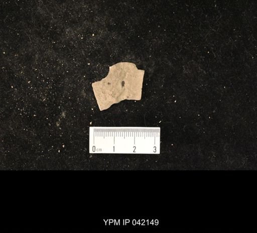 undet. Hymenoptera
