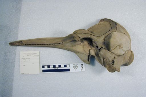 Tursiops truncatus