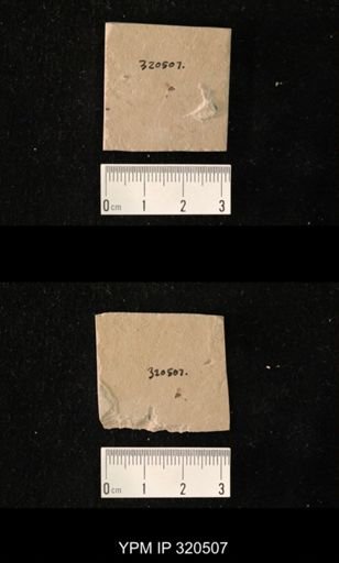 undet. Brachycera