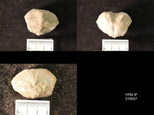 Spirifer cameratus
