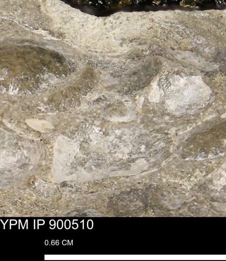 Anomia gryphorhyncha