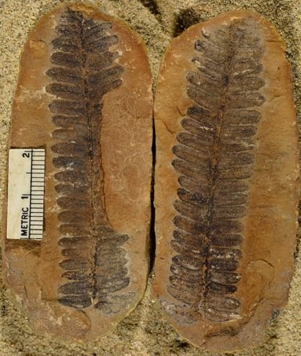 Pecopteris sp.