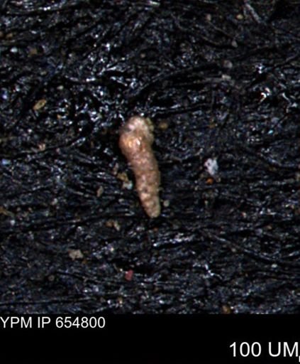 Verneuilinoides kansasensis