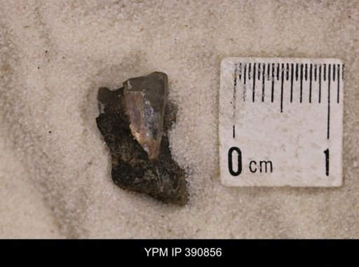 Baculites sp.
