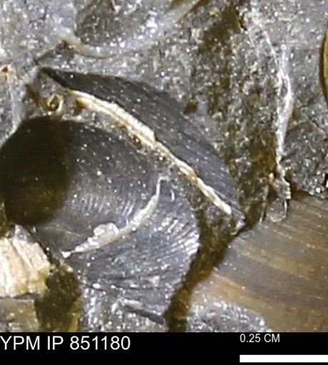 Limopsis striatopunctatus