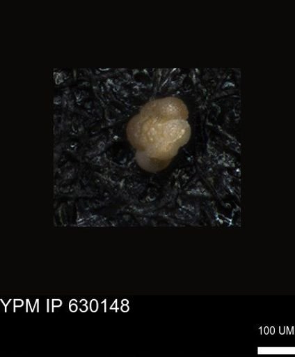 undet. Foraminiferida