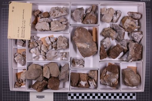 mixed taxa, stratigraphic collection