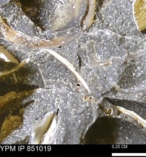 Limopsis striatopunctatus