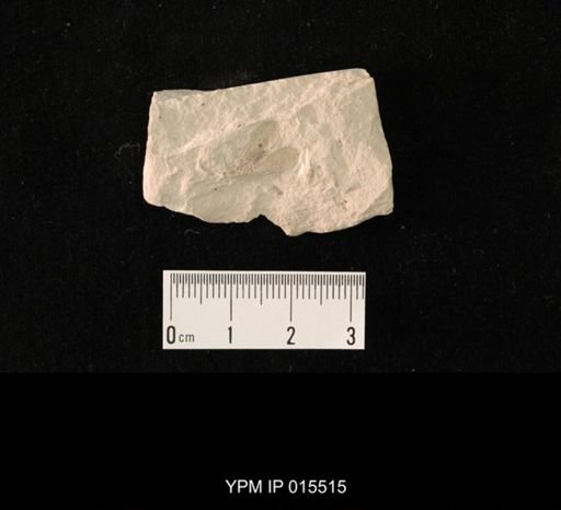 Probnis speciosa