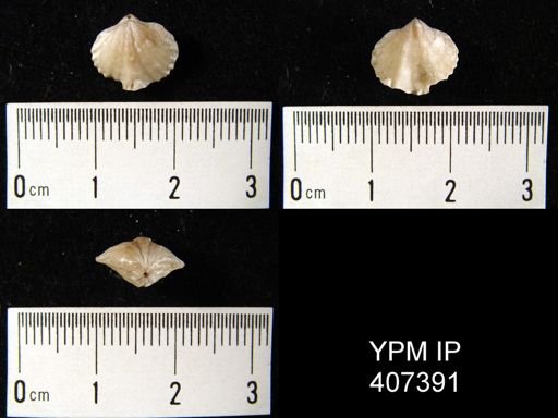 Atrypa marginalis