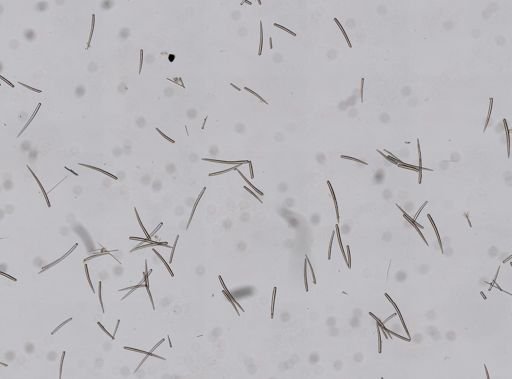 Clathria prolifera