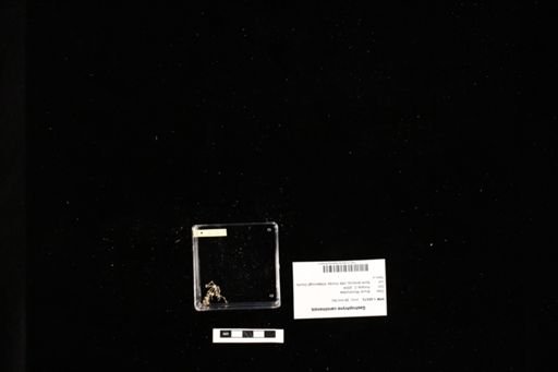 Gastrophryne carolinensis