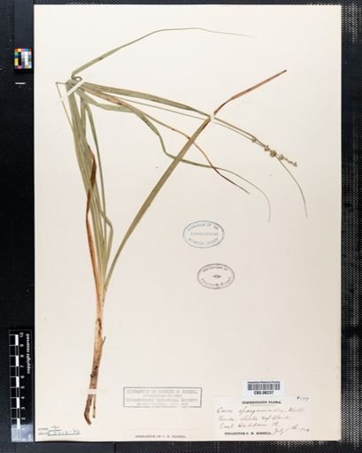 Carex sparganioides