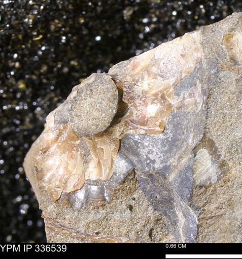 undet. Scaphitidae