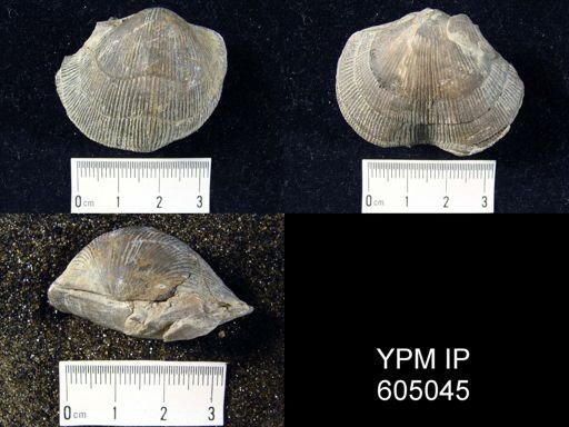 Hebertella occidentalis?
