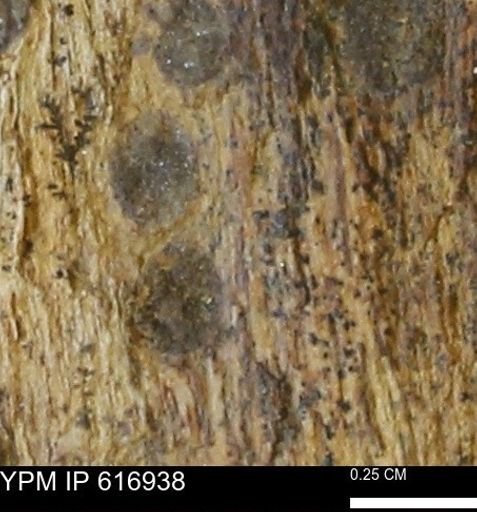 Teredo sp.