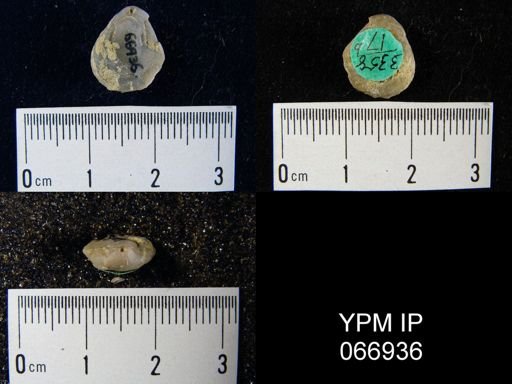 Centronella navicella