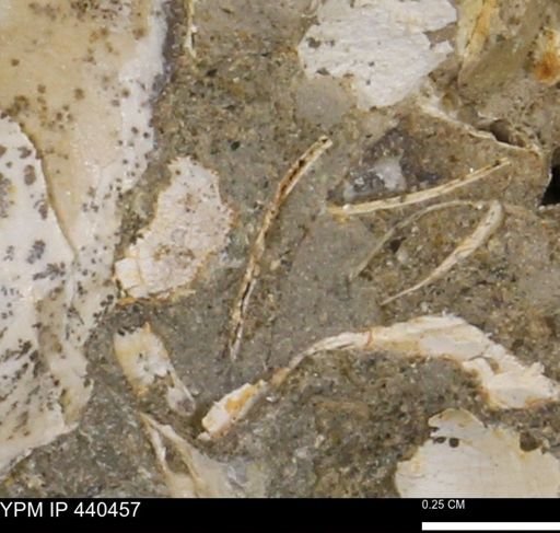 undet. Bivalvia