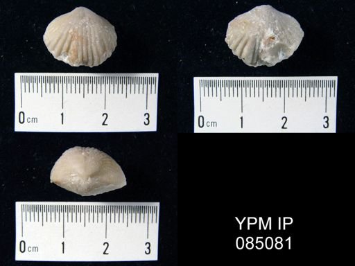 Uncinulus hebe