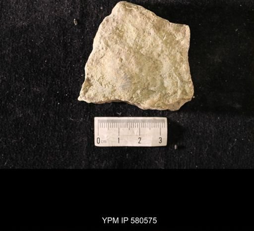 Strophomena sp.