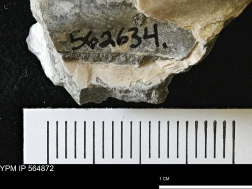 Phelopteria linguaeformis
