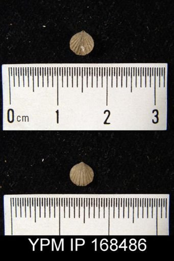 Anoplotheca concava