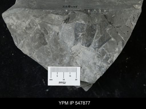 undet. Eurypterida