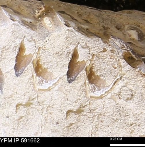 Serpulidae