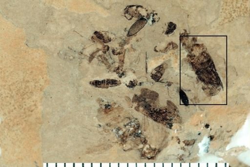 Auchenorrhyncha