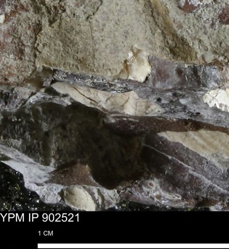 Inoceramidae?