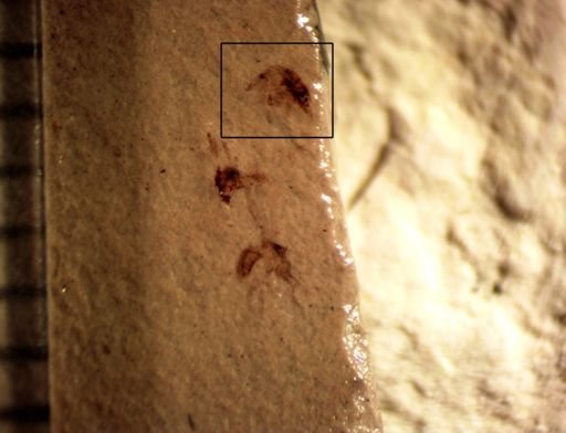 Coleoptera?