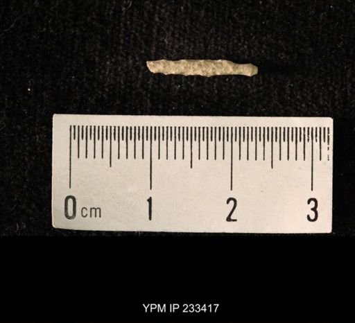 Archaeocidaris sp.