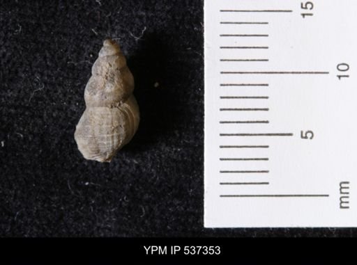 Goniobasis ortmanni