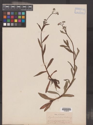 Myosotis palustris